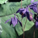 orlik pospolity Aquilegia vulgaris)