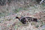 orzeł przedni, Aquila chrysaetos

Orzeł przedni, zys, Aquila chrysaetos,