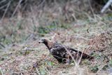 orzeł przedni, Aquila Chrysaetos

Orzeł przedni, zys, Aquila chrysaetos,