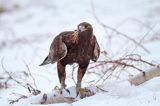 Orzeł przedni, zys, Aquila chrysaetos