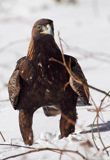 Orzeł przedni, zys, Aquila chrysaetos