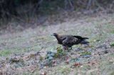 Orzeł przedni, zys, Aquila chrysaetos