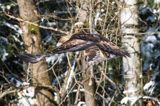 Orzeł przedni, zys, Aquila chrysaetos