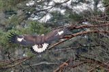 Orzeł przedni, zys, Aquila chrysaetos