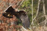 Orzeł przedni, zys, Aquila chrysaetos