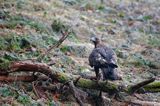 Orzeł przedni, zys, Aquila chrysaetos