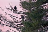 Orzeł przedni, zys, Aquila chrysaetos