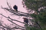 Orzeł przedni, zys, Aquila chrysaetos