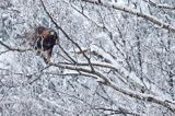 Orzeł przedni, zys, Aquila chrysaetos