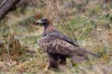 Orzeł przedni, zys, Aquila chrysaetos