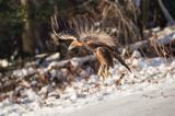 Orzeł przedni, zys, Aquila chrysaetos, Bieszczady