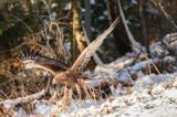 Orzeł przedni, zys, Aquila chrysaetos, Bieszczady