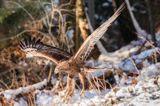 Orzeł przedni, zys, Aquila chrysaetos, Bieszczady