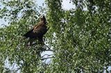 Orzeł przedni, zys, Aquila chrysaetos, w locie