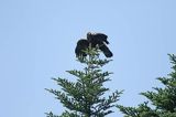 Orzeł przedni, zys, Aquila chrysaetos, w locie