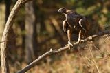 Orzeł przedni, zys, Aquila chrysaetos