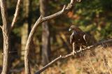 Orzeł przedni, zys, Aquila chrysaetos