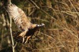 Orzeł przedni, zys, Aquila chrysaetos