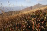 Borówczyska na Wetlińskiej i Osadzki Wierch, Bieszczady, Bieszczadzki Park Narodowy