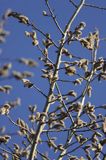 Topola osika - Populus tremula