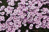 Osteospermum /ecklonis?/