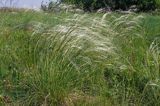 ostnica Stipa Ponidzie rezerwat stepowy 'Skorocice'