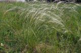 ostnica Stipa Ponidzie rezerwat stepowy 'Skorocice'