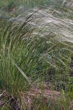 ostnica Stipa Ponidzie rezerwat stepowy 'Skorocice'