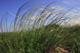 ostnica Stipa Ponidzie rezerwat stepowy 'Skorocice'