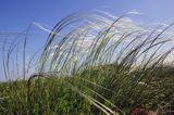 ostnica Stipa Ponidzie rezerwat stepowy 'Skorocice'