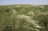 ostnica Stipa Ponidzie rezerwat stepowy 'Skorocice'