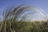 ostnica Stipa Ponidzie rezerwat stepowy 'Skorocice'