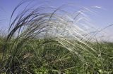 ostnica Stipa Ponidzie rezerwat stepowy 'Skorocice'