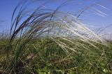 ostnica Stipa Ponidzie rezerwat stepowy 'Skorocice'