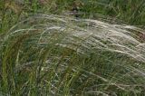 ostnica Stipa Ponidzie rezerwat stepowy 'Skorocice'