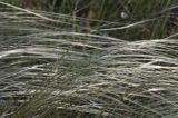 ostnica Stipa Ponidzie rezerwat stepowy 'Skorocice'