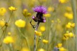 Ostrożeń łąkowy, Cirsium rivulare