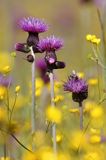 Ostrożeń łąkowy, Cirsium rivulare