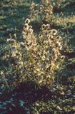 ostrożeń lancetowaty Cirsium vulgare)