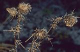 ostrożeń lancetowaty Cirsium vulgare)