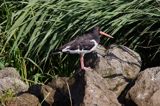 Ostrygojad Haematopus ostralegus)