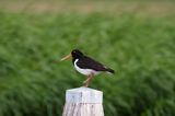 Ostrygojad Haematopus ostralegus)