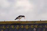 tokujący ostrygojad Haematopus ostralegus)