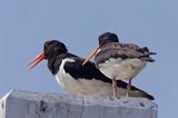 para ostrygojadów Haematopus ostralegus)