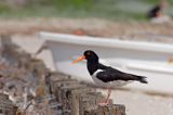 ostrygojad, Haematopus ostralegus, Norderney na wyspie Norderney, Wyspy Wschodnio-Fryzyjskie, Waddenzee, Niemcy