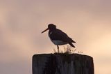 ostrygojad, Haematopus ostralegus