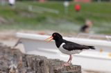 ostrygojad, Haematopus ostralegus, Norderney na wyspie Norderney, Wyspy Wschodnio-Fryzyjskie, Waddenzee, Niemcy