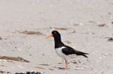 ostrygojad, Haematopus ostralegus, Norderney na wyspie Norderney, Wyspy Wschodnio-Fryzyjskie, Waddenzee, Niemcy