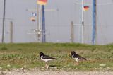 ostrygojad, Haematopus ostralegus, Norderney na wyspie Norderney, Wyspy Wschodnio-Fryzyjskie, Waddenzee, Niemcy