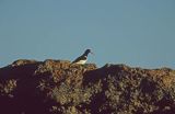 Ostrygojad Haematopus ostralegus)